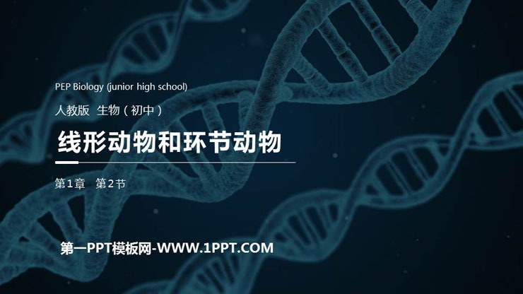 《线形动物和环节动物》PPT精品课件