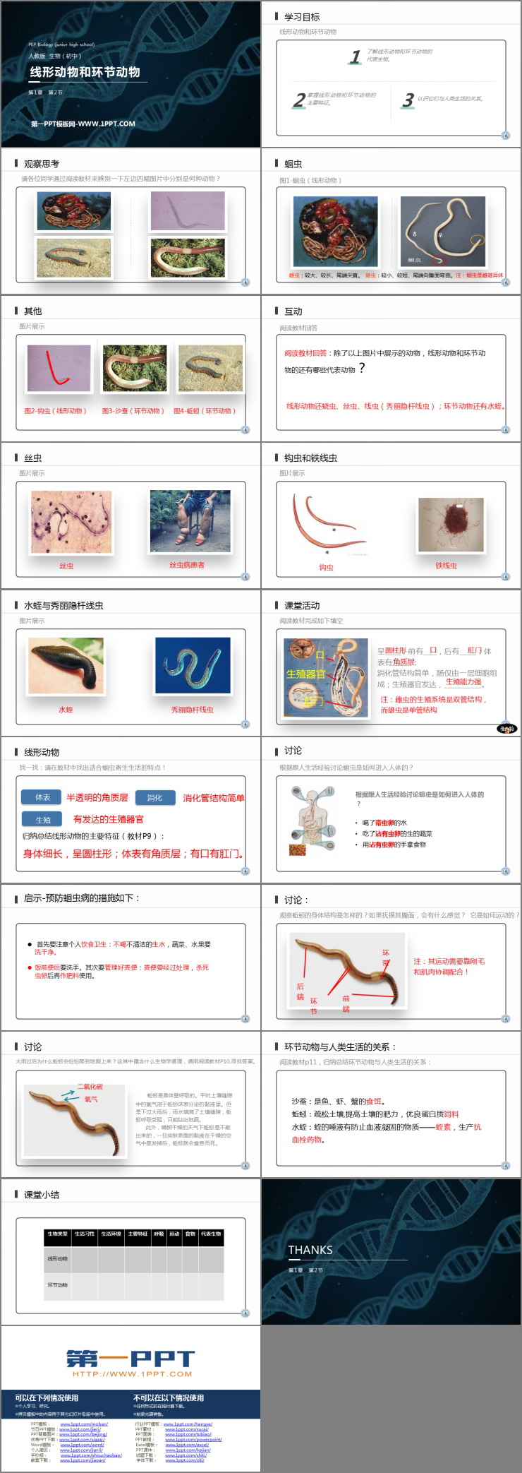 《线形动物和环节动物》PPT精品课件