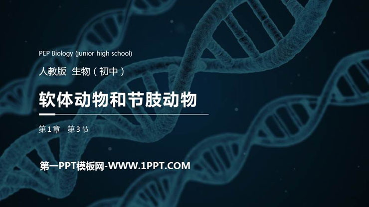 《软体动物和节肢动物》PPT精品课件
