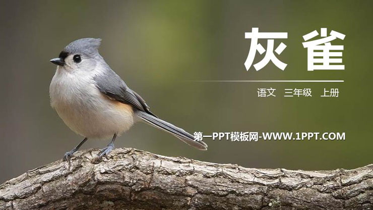 《灰雀》PPT精品课件