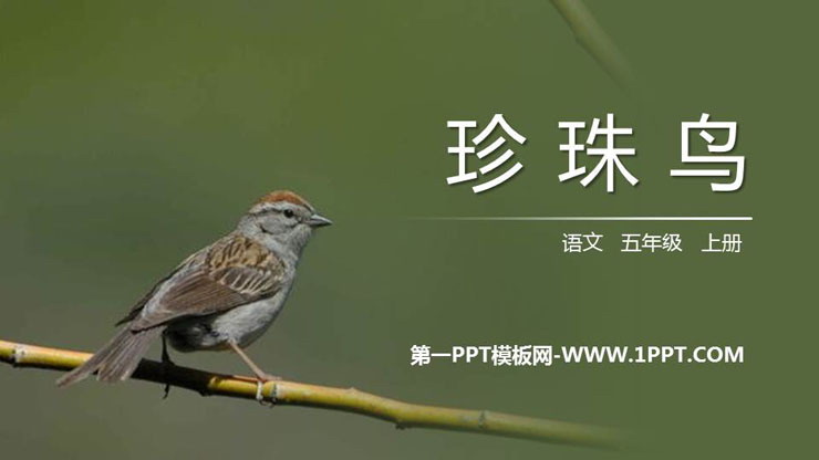 《珍珠鸟》PPT免费课件下载