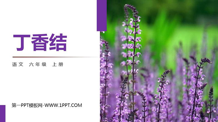 《丁香结》PPT优质课件