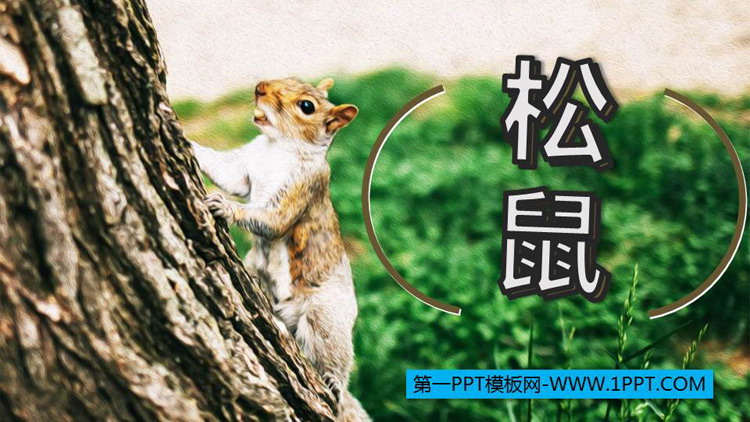 《松鼠》PPT优质课件下载