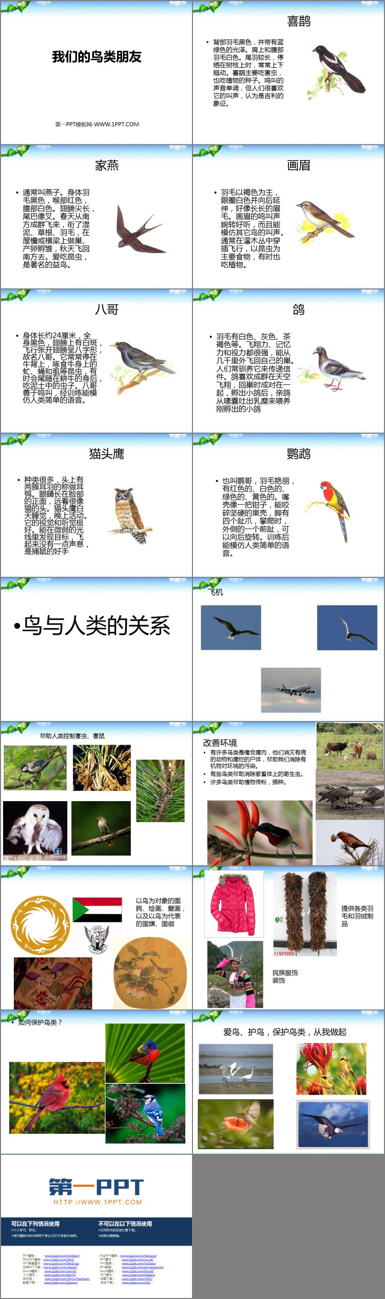 《我们的鸟类朋友》PPT课件