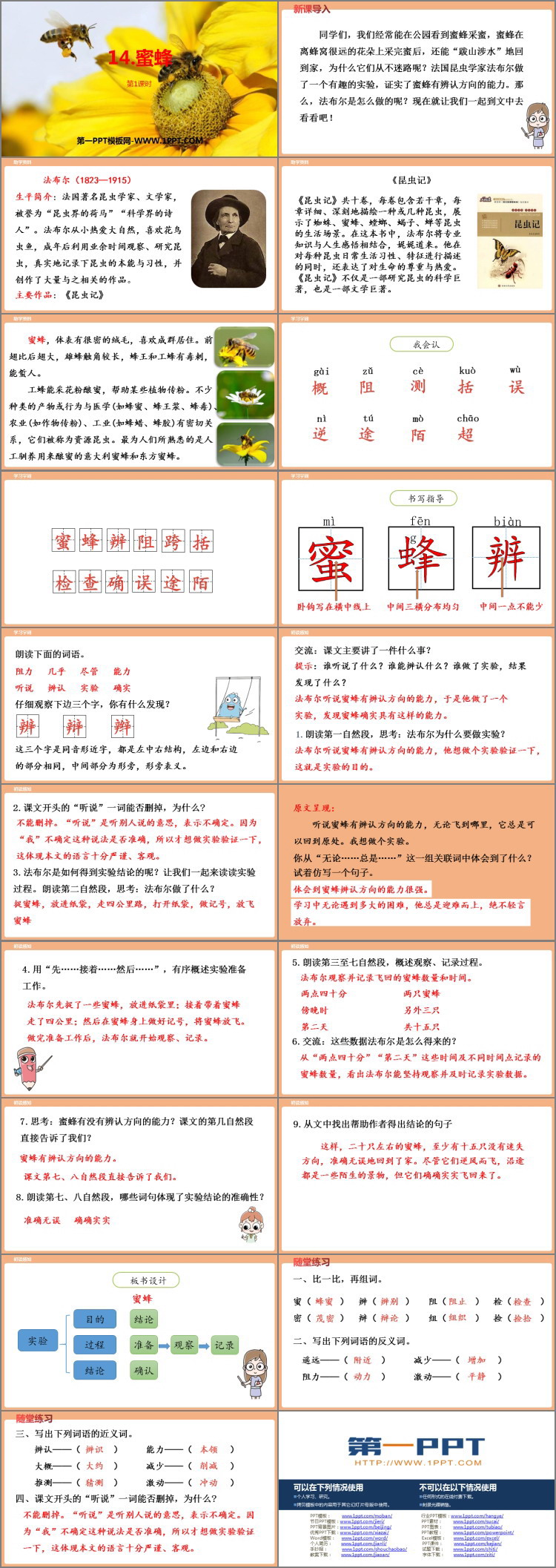 《蜜蜂》PPT课件(第1课时)