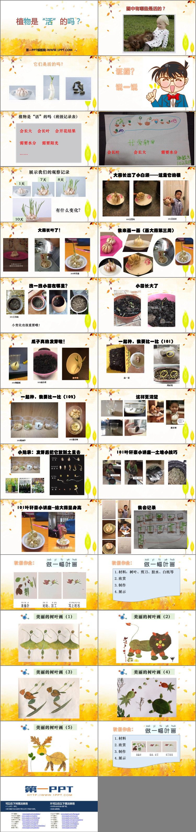 《植物是“活”的吗?》PPT下载