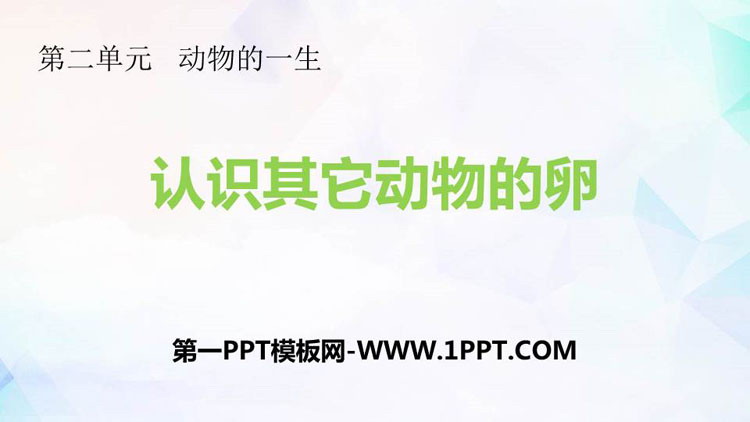 《认识其它动物的卵》PPT下载