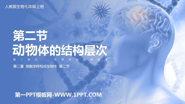 《动物体的结构层次》PPT教学课件