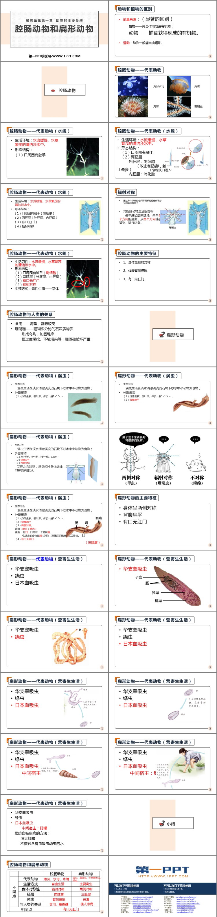 《腔肠动物和扁形动物》PPT免费课件