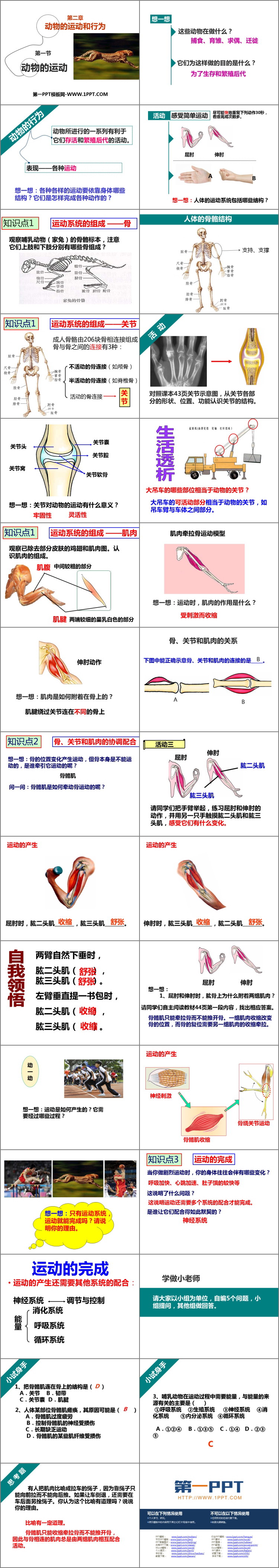 《动物的运动》PPT课件下载