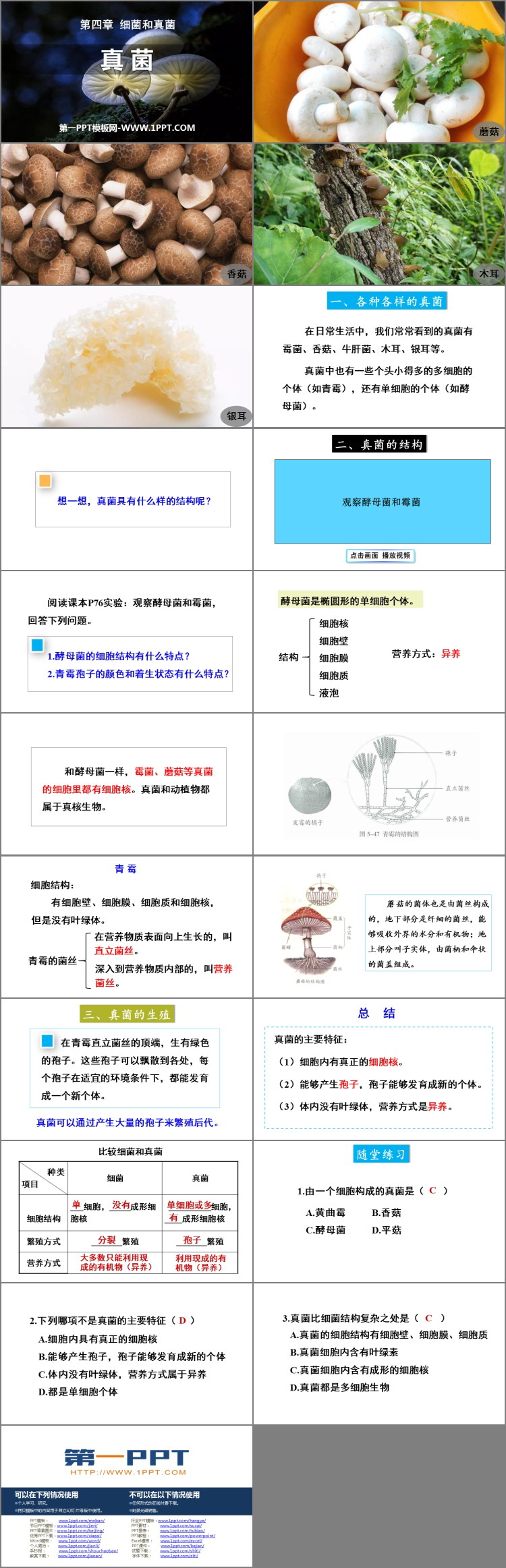 《真菌》PPT教学课件