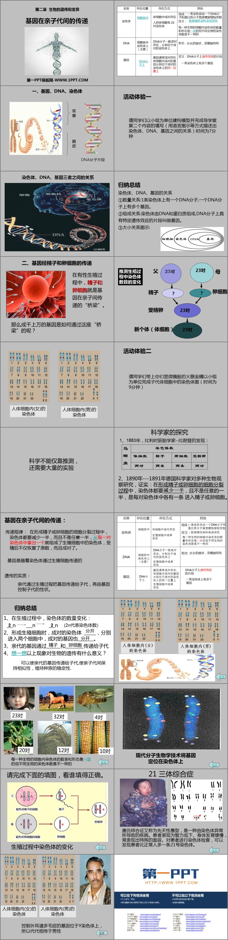 《基因在亲子代间的传递》PPT教学课件