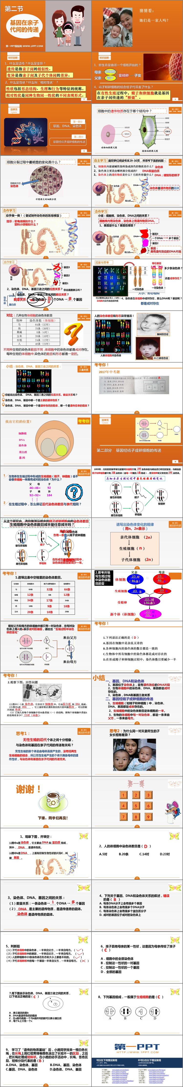 《基因在亲子代间的传递》PPT课件下载