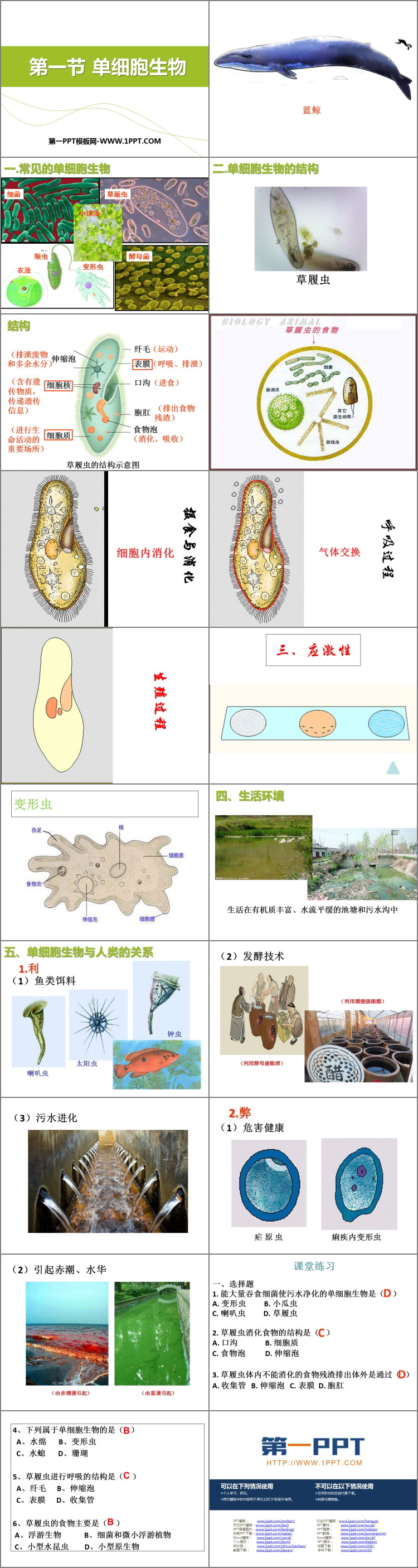 《单细胞生物》PPT优质课件