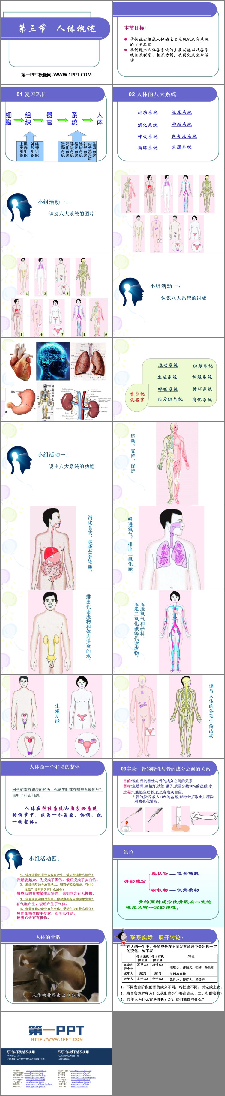 《人体概述》PPT课件下载
