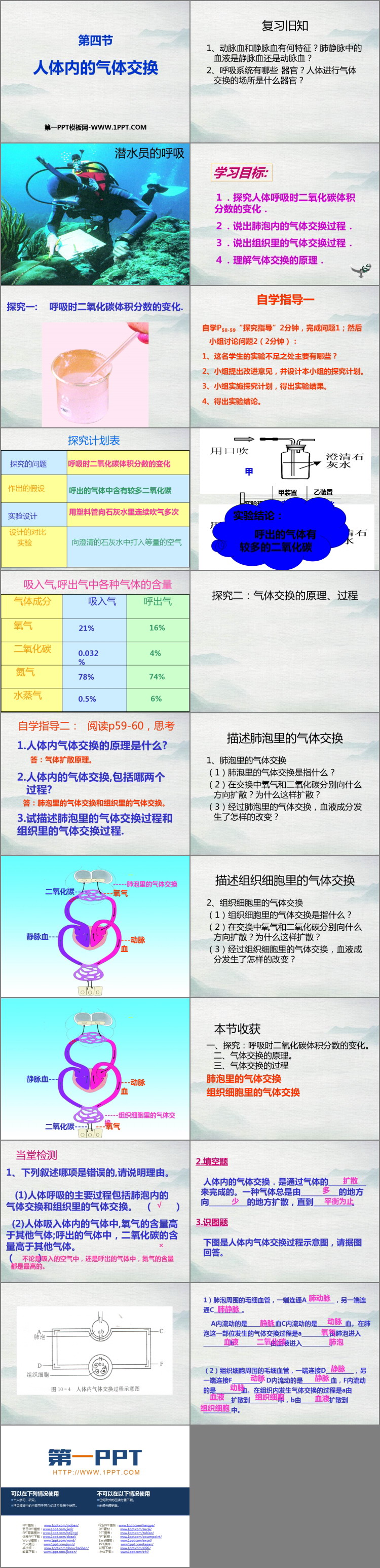 《人体内的气体交换》PPT教学课件