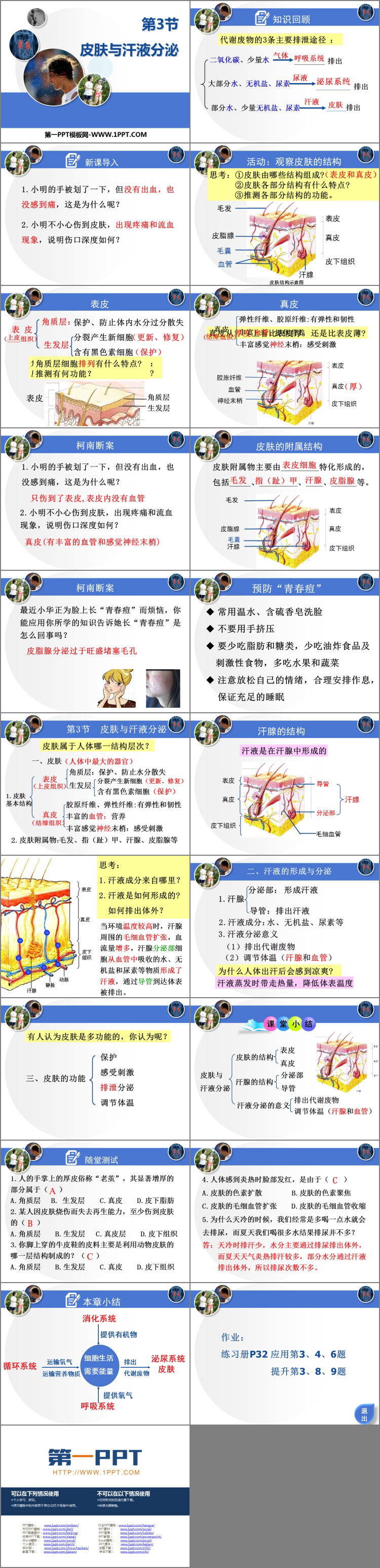 《皮肤与汗液分泌》PPT免费课件