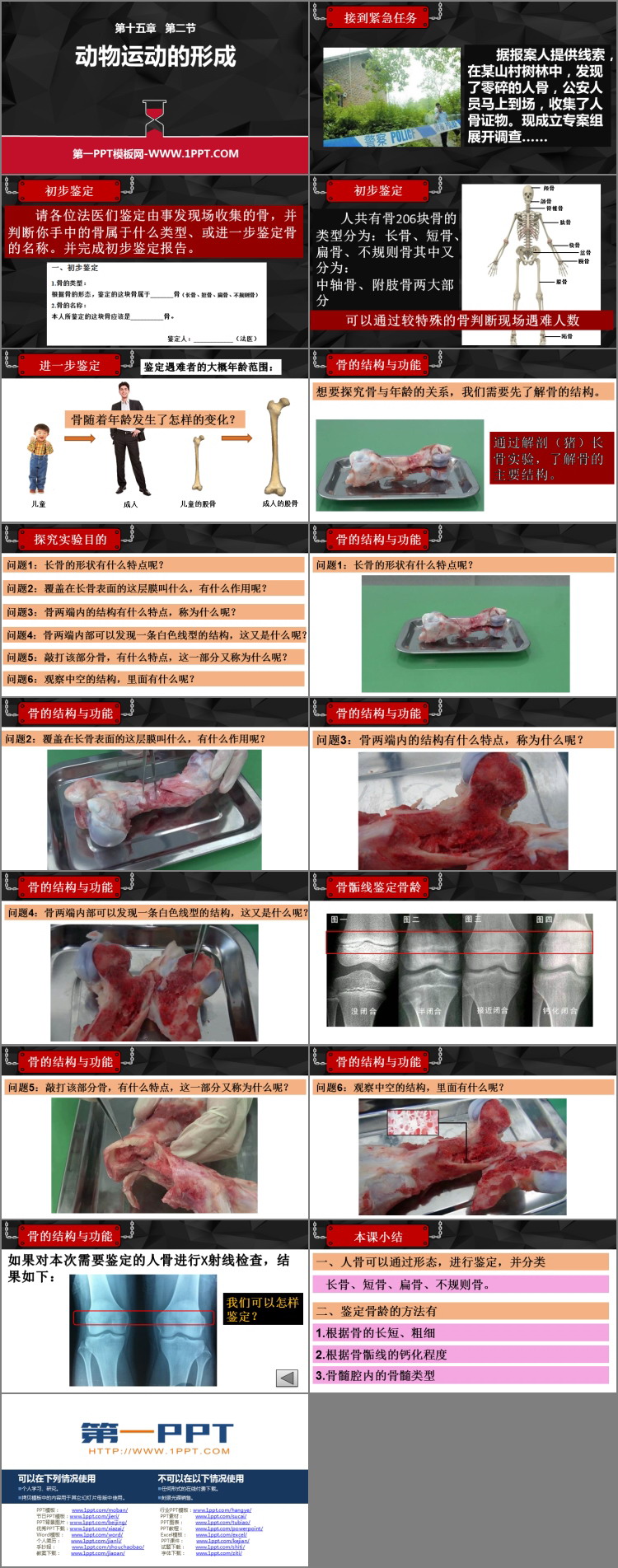 《动物运动的形成》PPT教学课件