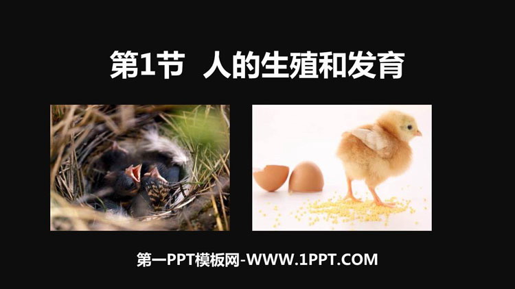《人的生殖和发育》PPT教学课件