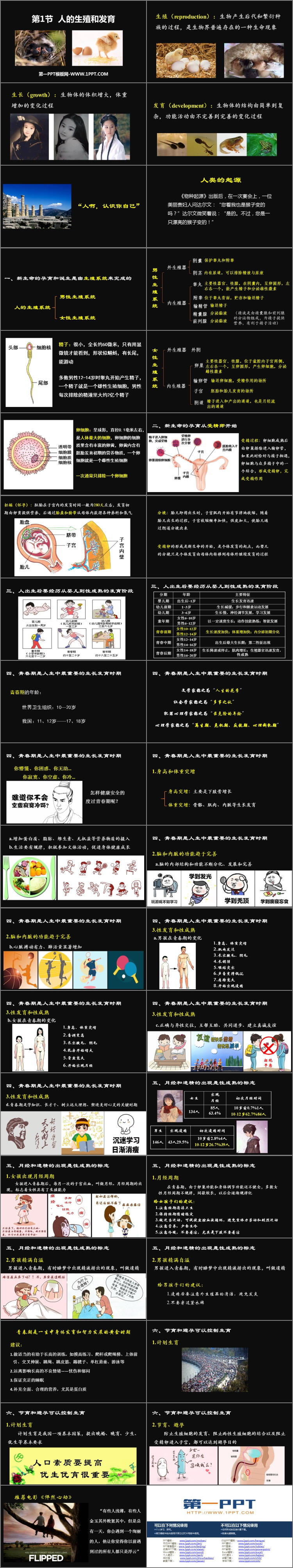 《人的生殖和发育》PPT教学课件