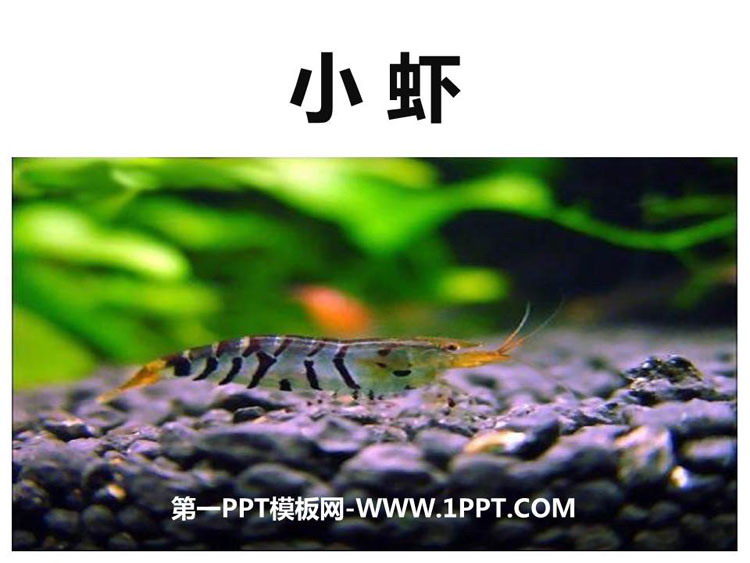 《小虾》PPT精品课件下载