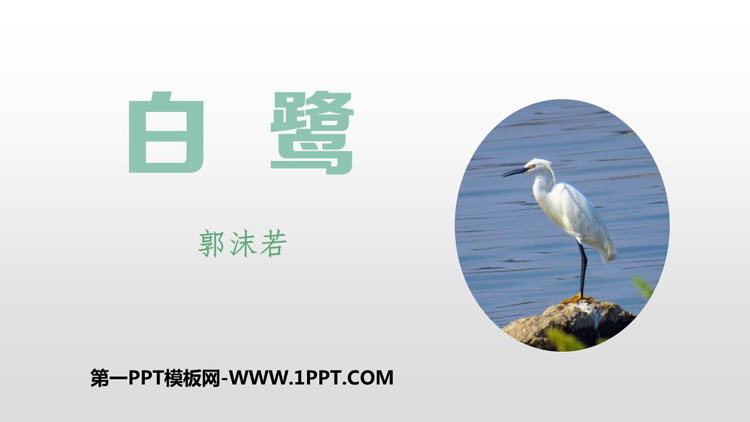 《白鹭》PPT精品课件下载