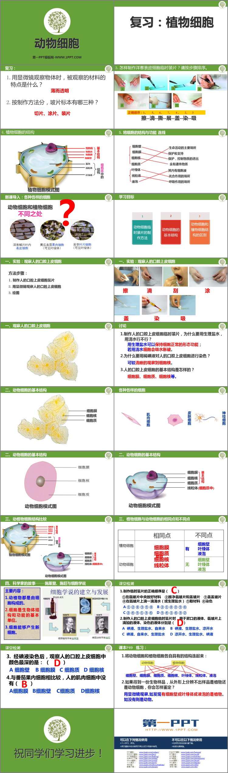 《动物细胞》PPT免费课件