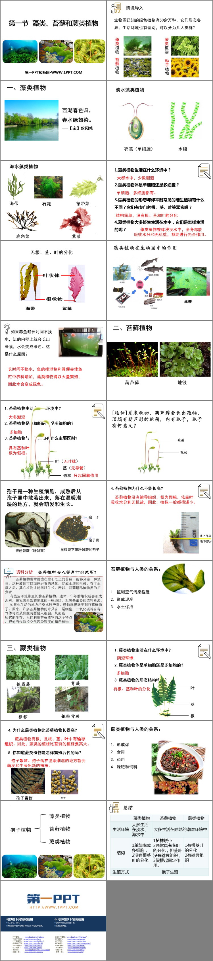 《藻类、苔藓和蕨类植物》PPT免费课件