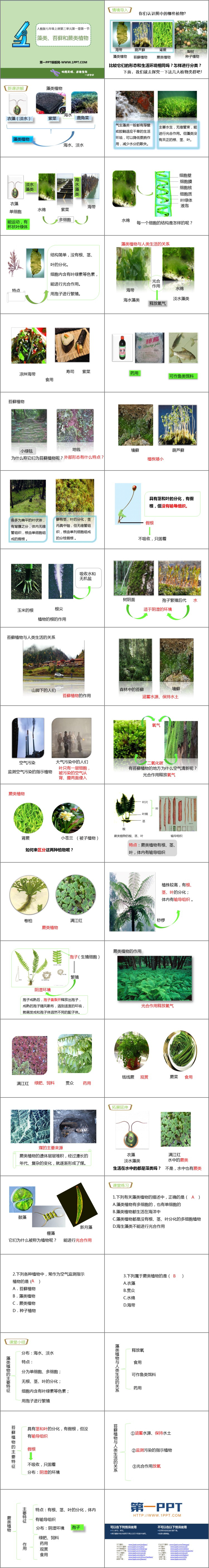 《藻类、苔藓和蕨类植物》PPT优秀课件