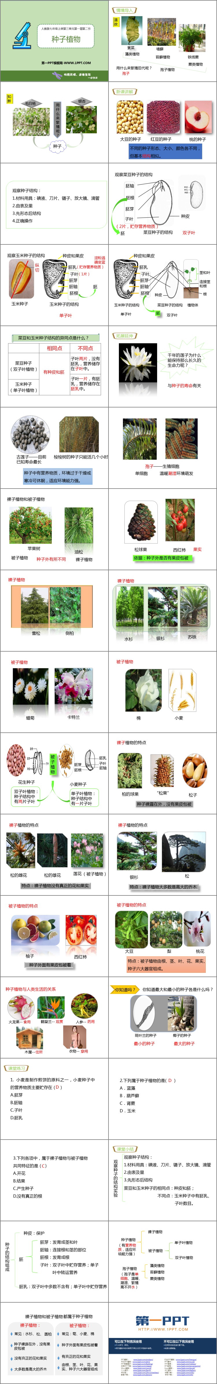 《种子植物》PPT优秀课件