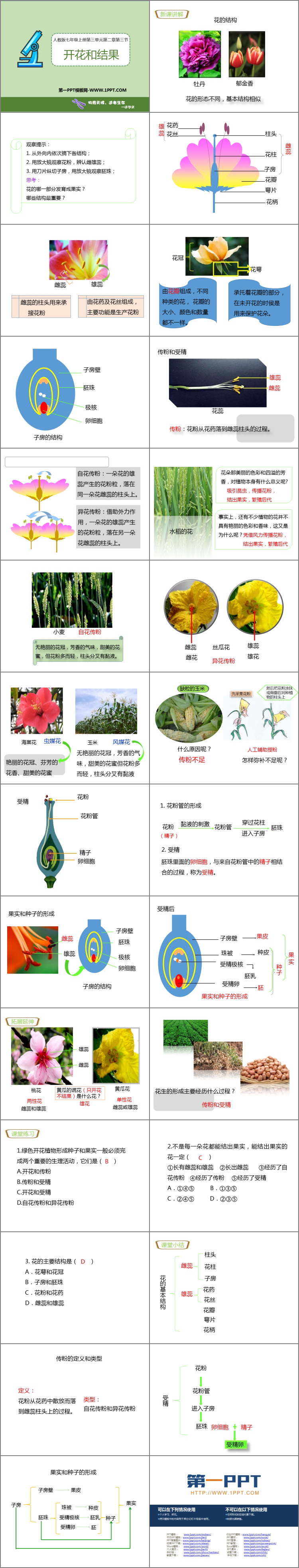《开花和结果》PPT优质课件