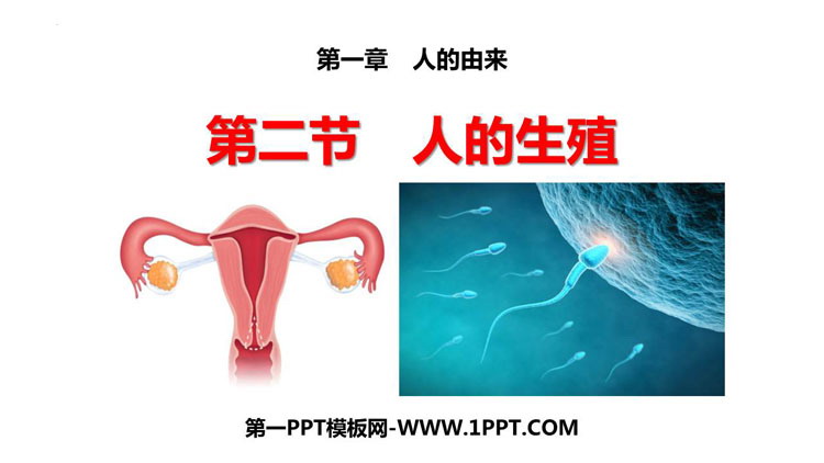 《人的生殖》PPT优秀课件