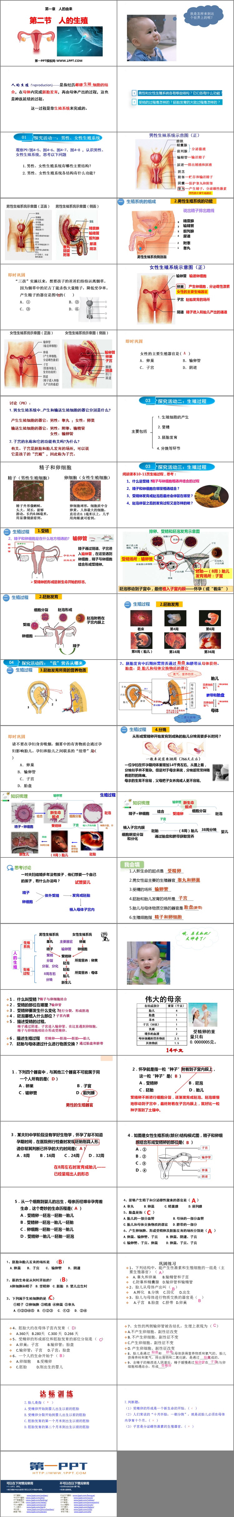 《人的生殖》PPT优秀课件