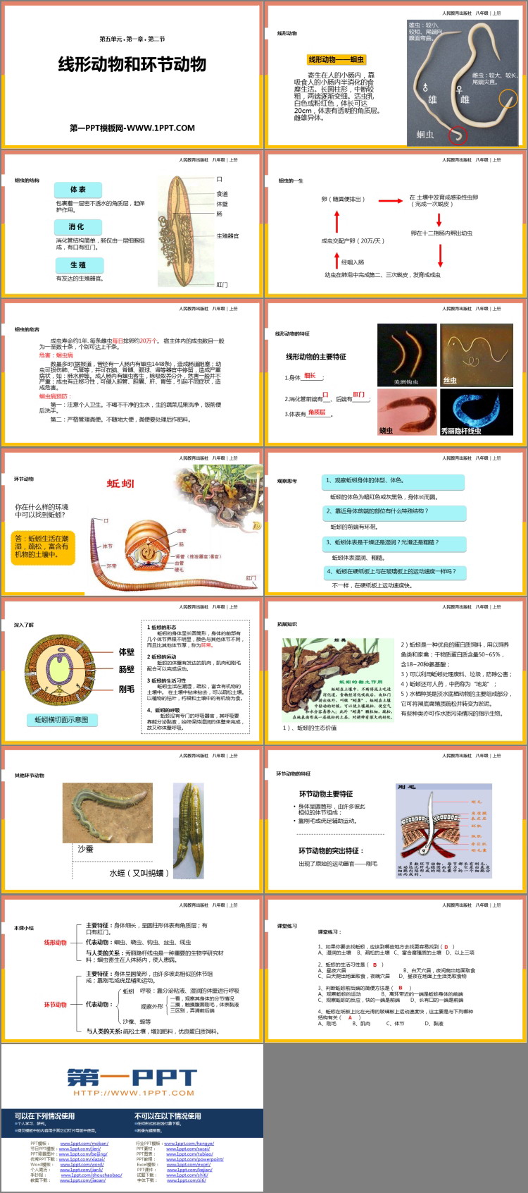《线形动物和环节动物》PPT优质课件