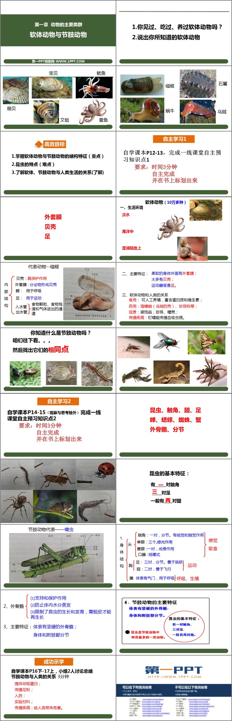 《软体动物和节肢动物》PPT免费下载