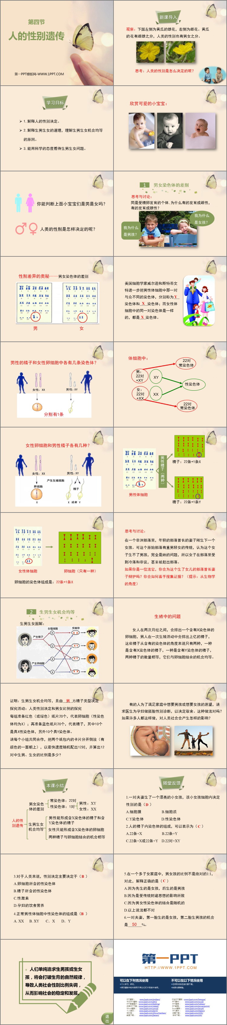 《人的性别遗传》PPT免费课件