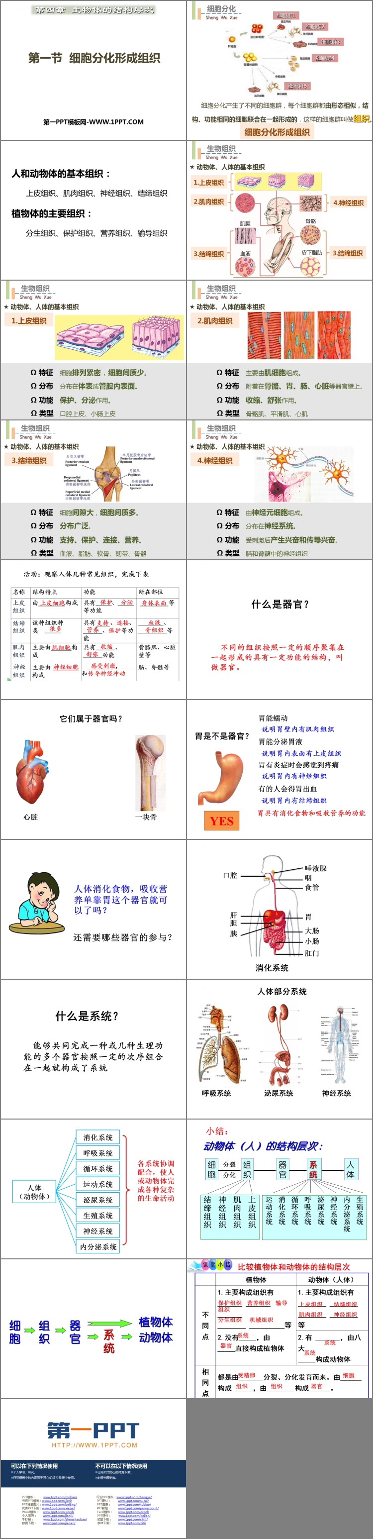 《细胞分化形成组织》PPT免费课件