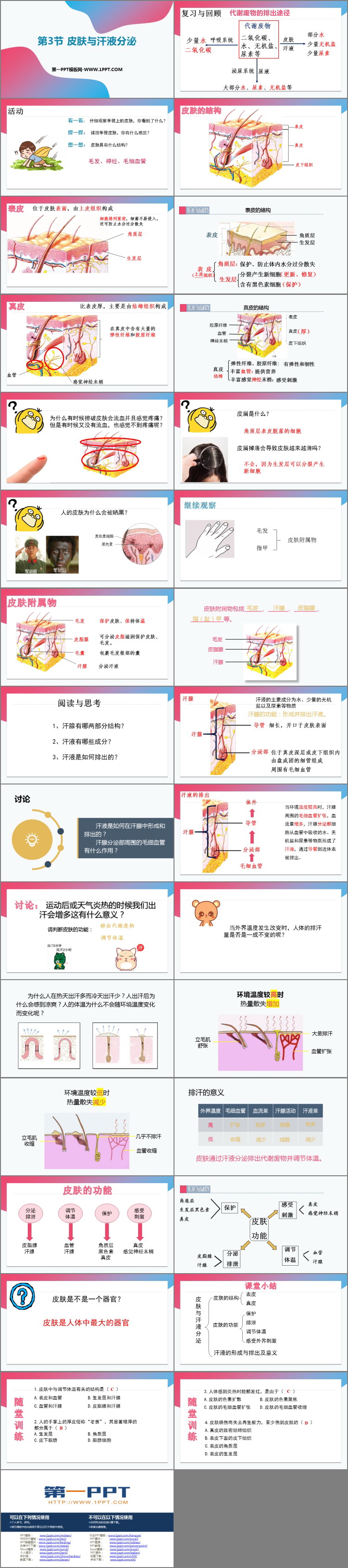 《皮肤与汗液分泌》PPT免费下载