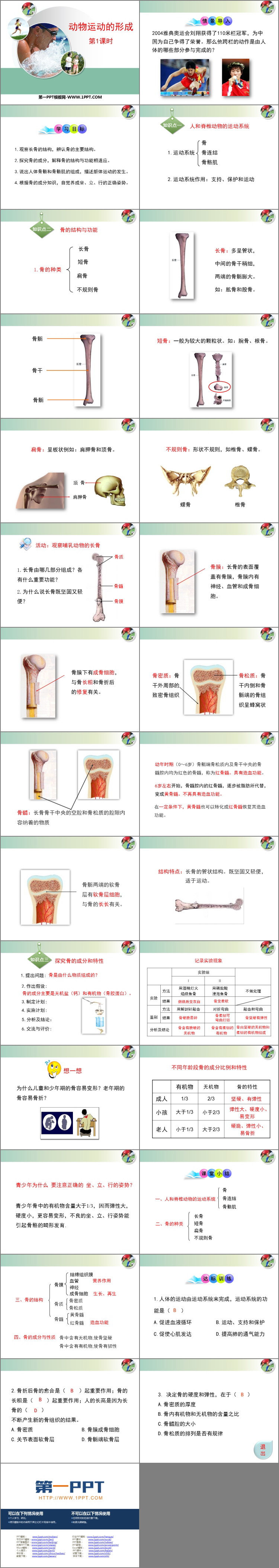 《动物运动的形成》PPT免费下载