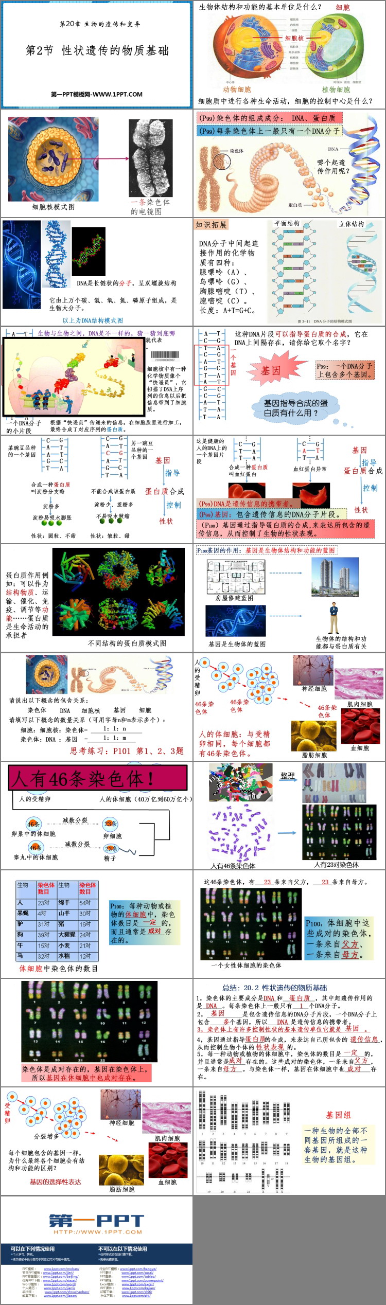 《性状遗传的物质基础》PPT课件下载