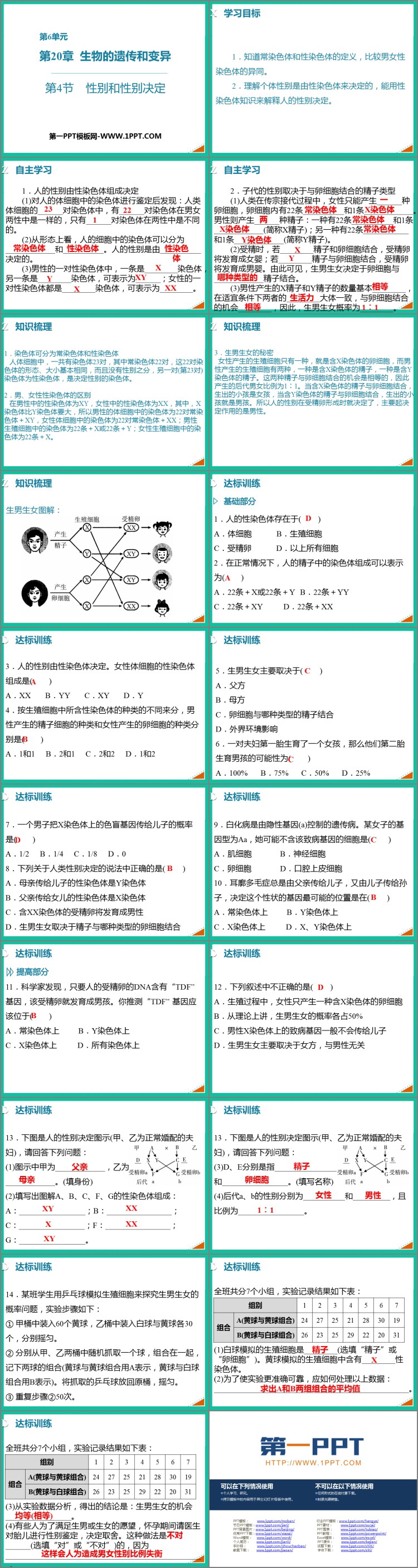 《性别和性别决定》PPT精品课件
