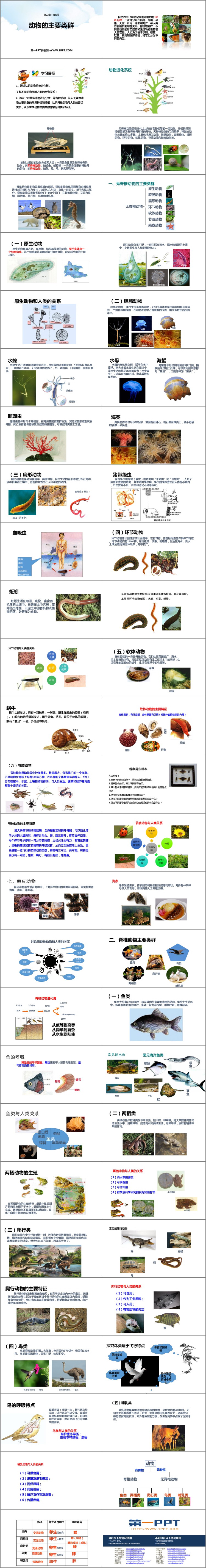《动物的主要类群》PPT免费课件下载