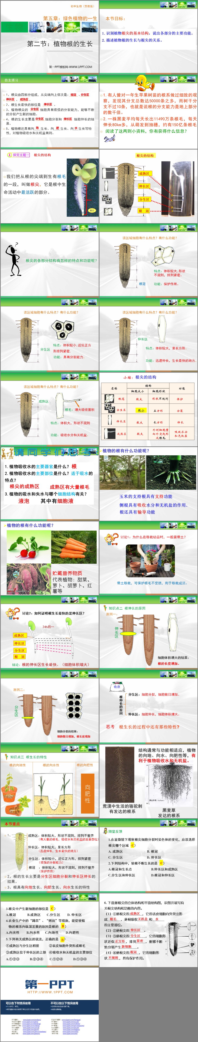 《植物根的生长》PPT精品课件