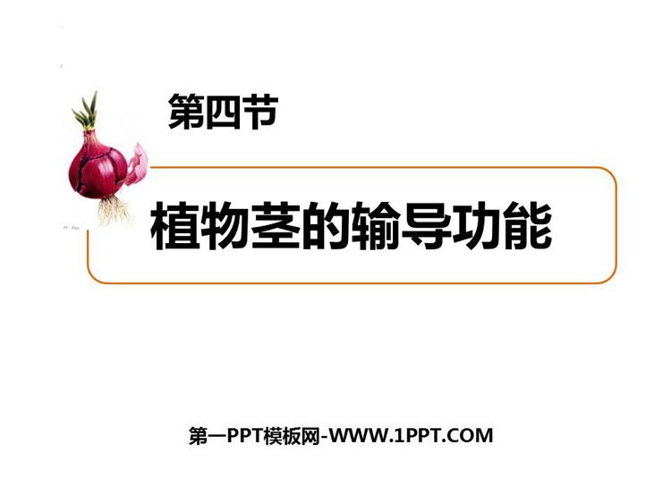 《植物茎的输导功能》PPT免费课件