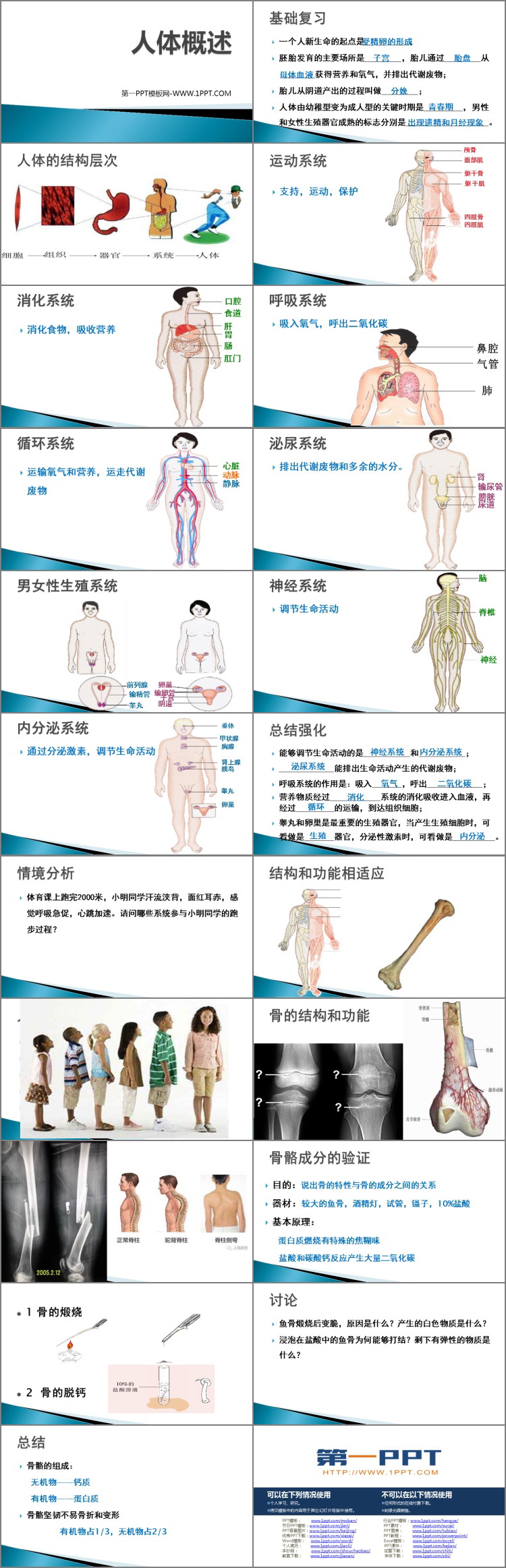 《人体概述》PPT免费课件