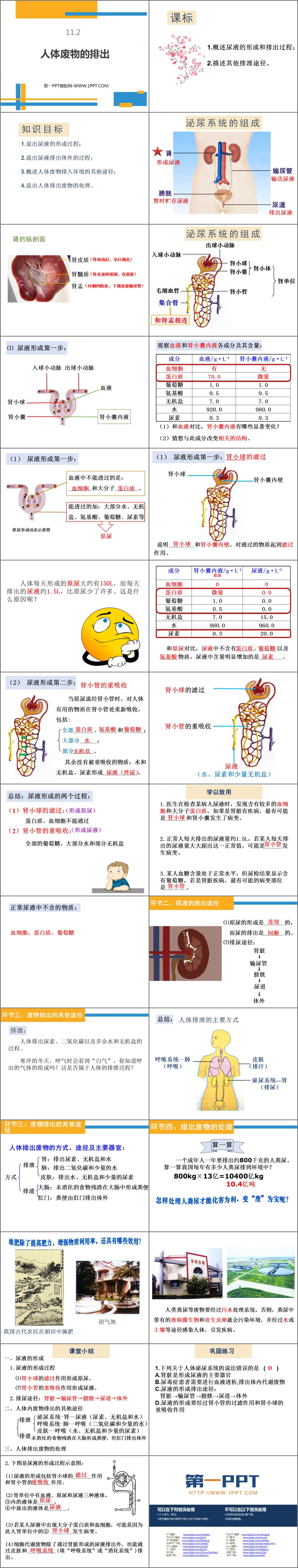 《人体废物的排出》PPT免费下载