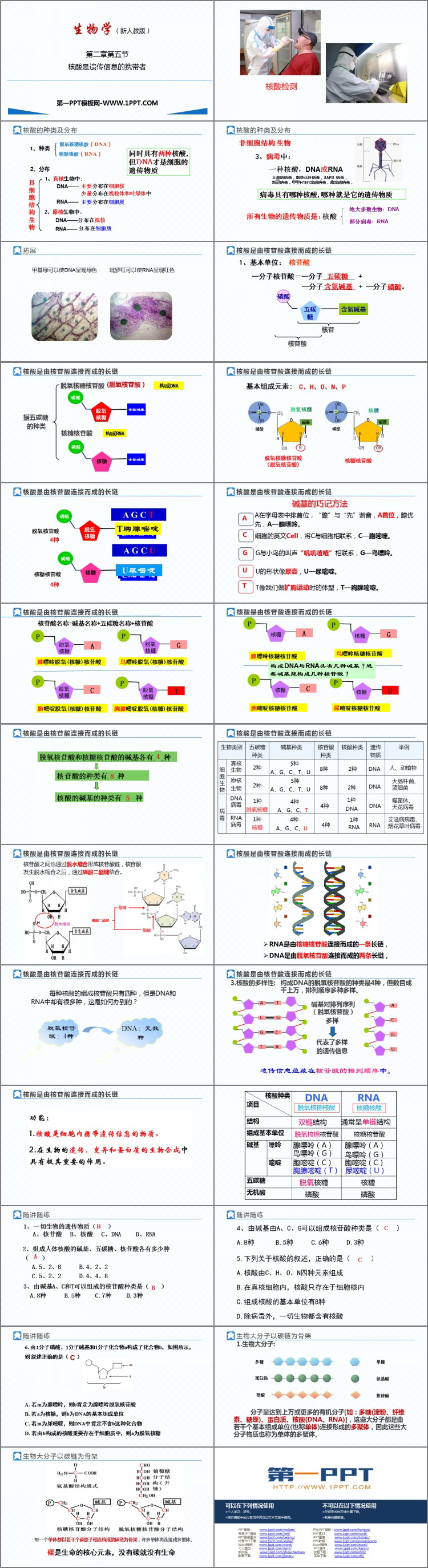 《核酸是遗传信息的携带者》组成细胞的分子PPT教学课件