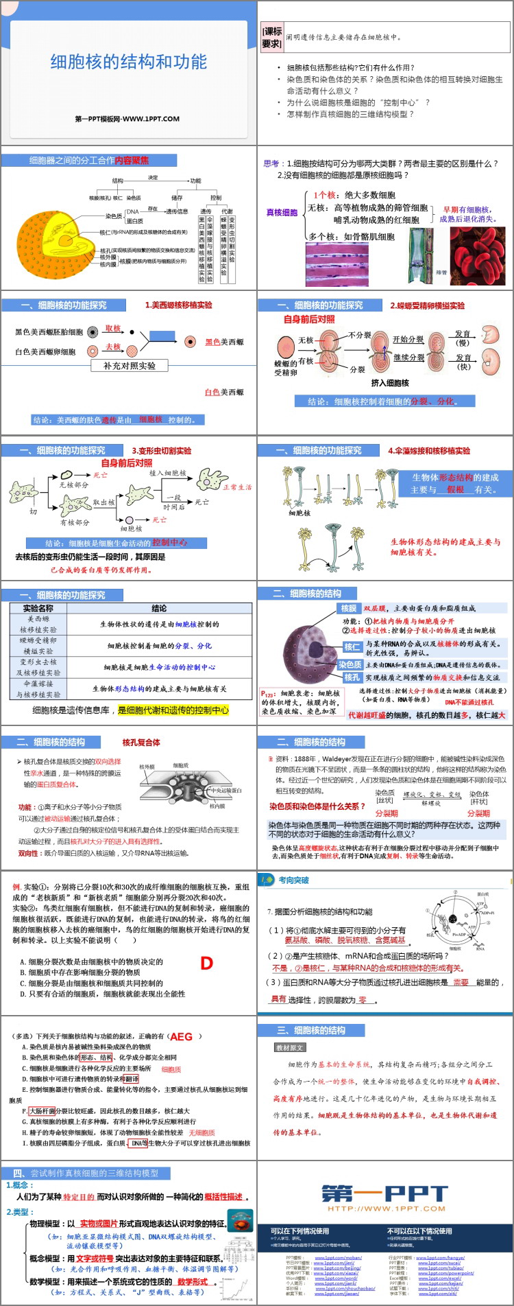 《细胞核的结构和功能》细胞的基本结构PPT下载