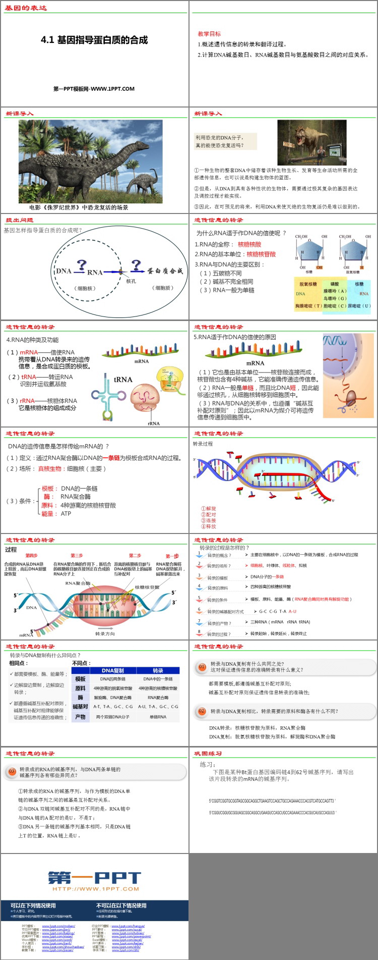 《基因指导蛋白质的合成》基因的表达PPT教学课件