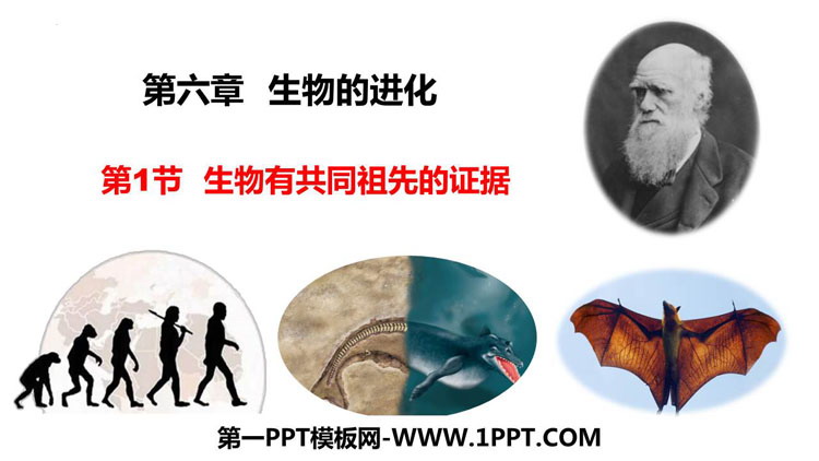 《生物有共同祖先的证据》生物的进化PPT课件下载